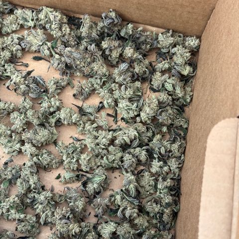 White Truffle Auto #2 growlog timeline photo
