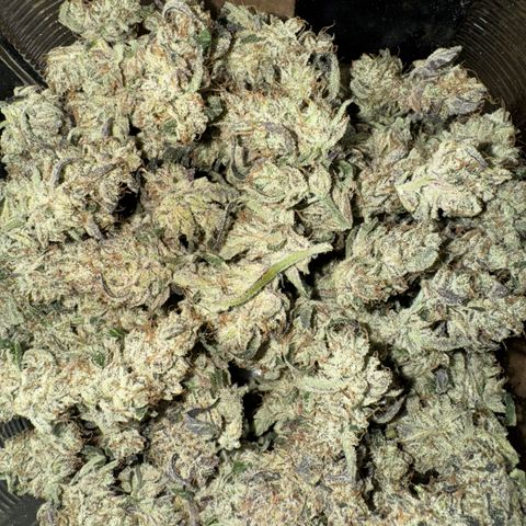 White Truffle Auto #2 growlog timeline photo