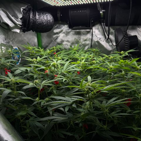White Truffle Auto #1 growlog timeline photo