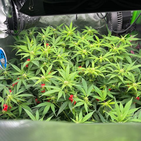 White Truffle Auto #1 growlog timeline photo