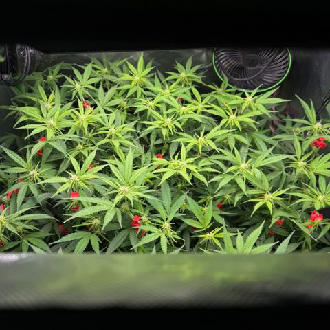 White Truffle Auto #1 growlog timeline photo