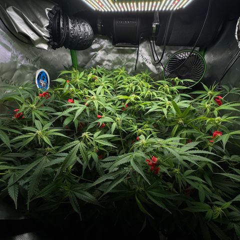White Truffle Auto #1 growlog timeline photo