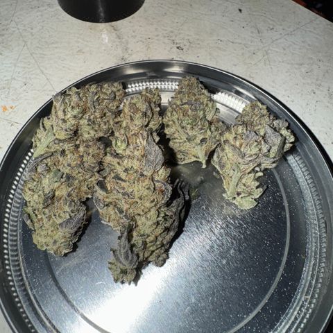 White Truffle Auto #2 growlog timeline photo