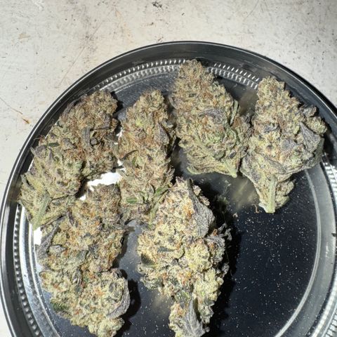 White Truffle Auto #2 growlog timeline photo