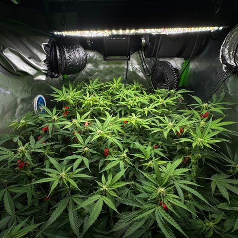 White Truffle Auto #1 growlog timeline photo