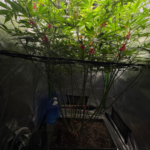 White Truffle Auto #1 growlog timeline photo