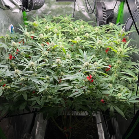 White Truffle Auto #1 growlog timeline photo