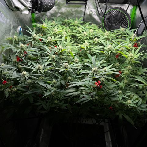 White Truffle Auto #1 growlog timeline photo