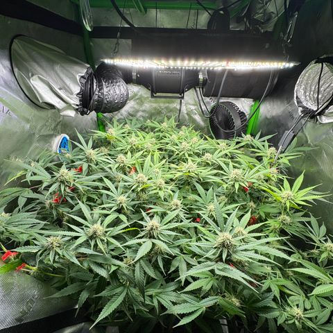 White Truffle Auto #1 growlog timeline photo