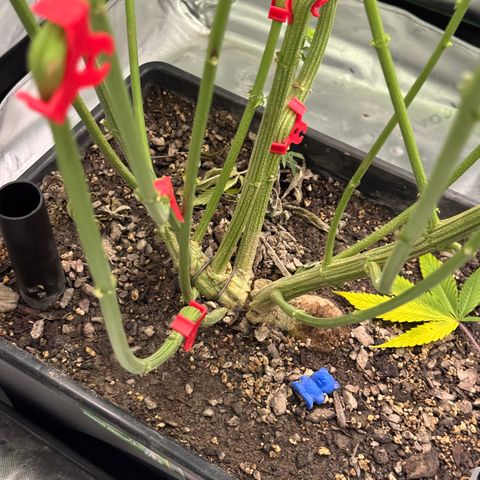 White Truffle Auto #1 growlog timeline photo