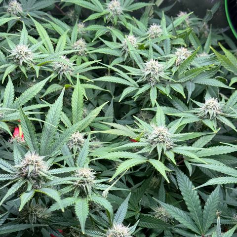 White Truffle Auto #1 growlog timeline photo