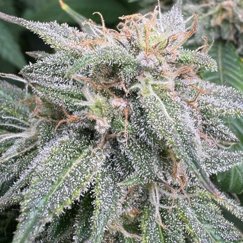 White Truffle Auto #1 growlog timeline photo