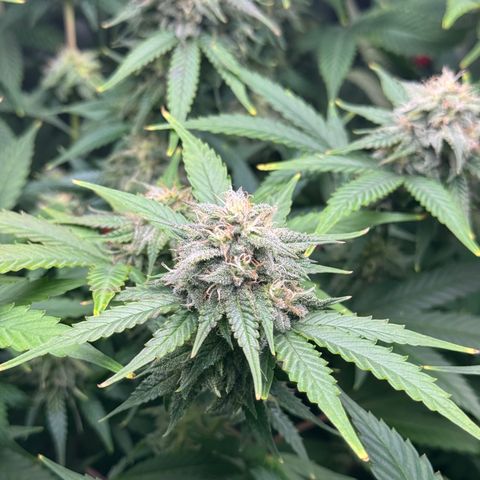 White Truffle Auto #1 growlog timeline photo