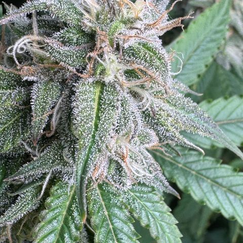 White Truffle Auto #1 growlog timeline photo