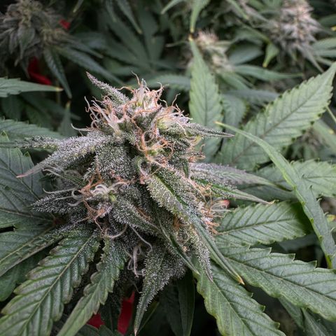 White Truffle Auto #1 growlog timeline photo