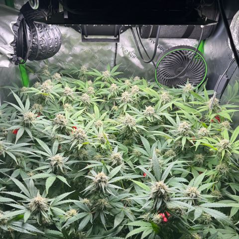 White Truffle Auto #1 growlog timeline photo
