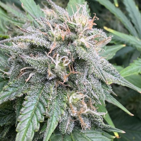 White Truffle Auto #1 growlog timeline photo