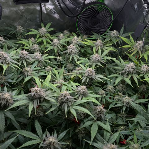 White Truffle Auto #1 growlog timeline photo