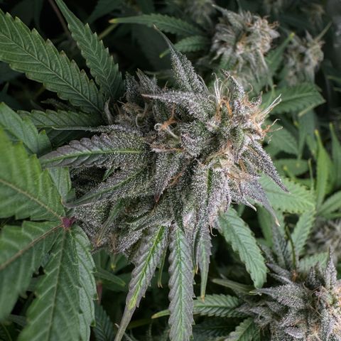 White Truffle Auto #1 growlog timeline photo