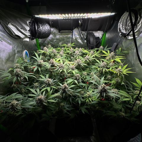 White Truffle Auto #1 growlog timeline photo