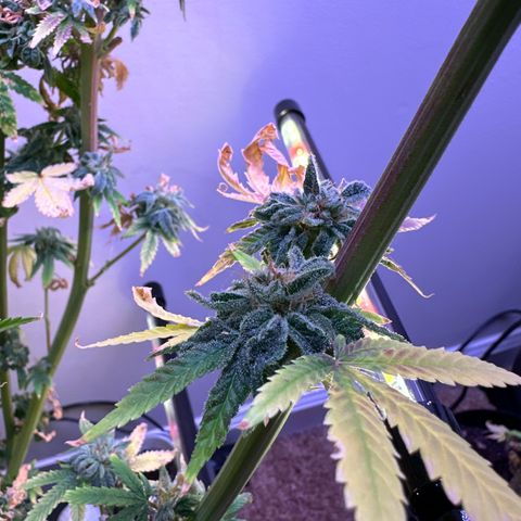 HG#1 growlog timeline photo