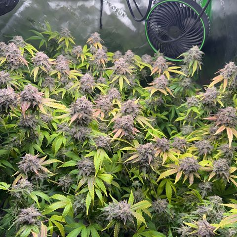 White Truffle Auto #1 growlog timeline photo