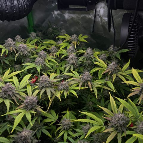 White Truffle Auto #1 growlog timeline photo