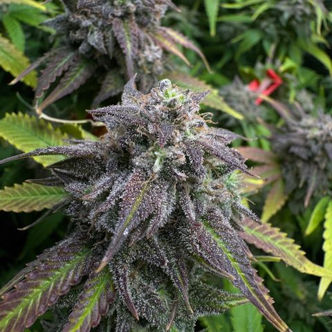 White Truffle Auto #1 growlog timeline photo