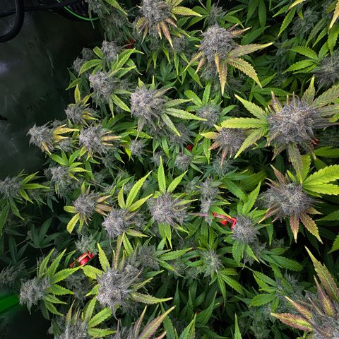 White Truffle Auto #1 growlog timeline photo