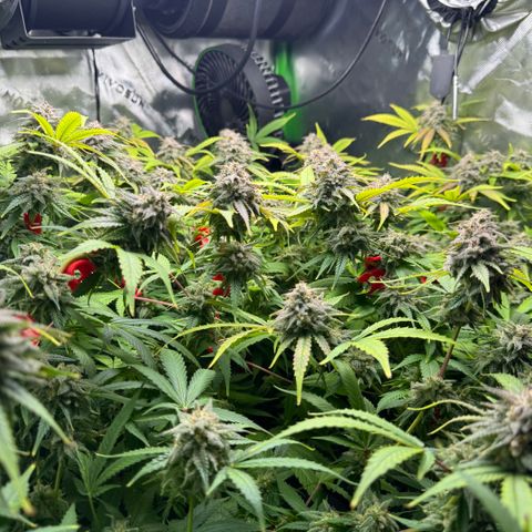 White Truffle Auto #1 growlog timeline photo