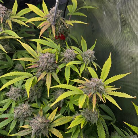 White Truffle Auto #1 growlog timeline photo