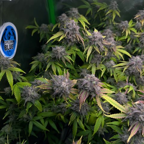 White Truffle Auto #1 growlog timeline photo