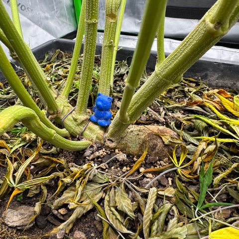 White Truffle Auto #1 growlog timeline photo