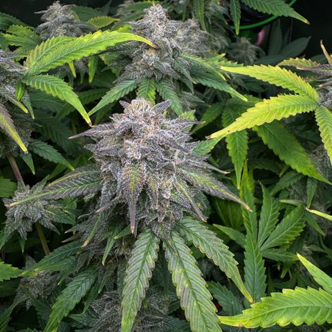 White Truffle Auto #1 growlog timeline photo