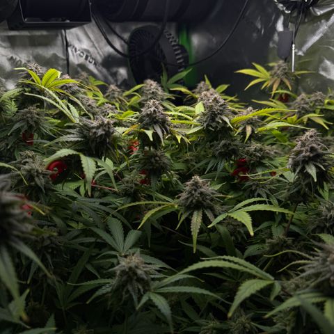 White Truffle Auto #1 growlog timeline photo