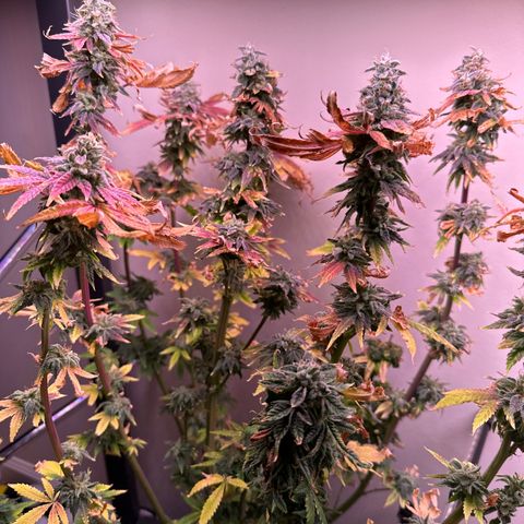 HG#1 growlog timeline photo