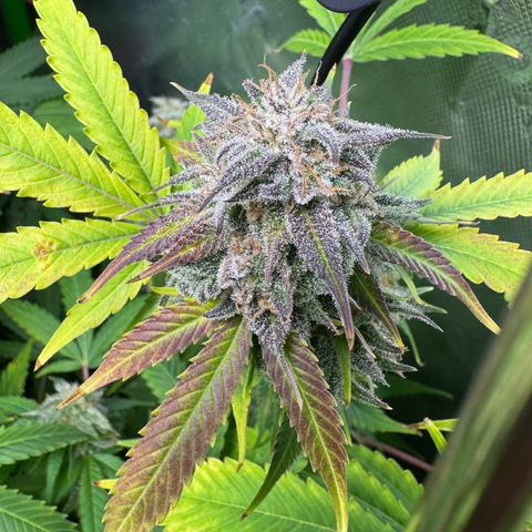 White Truffle Auto #1 growlog timeline photo