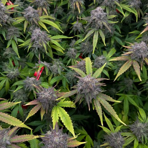 White Truffle Auto #1 growlog timeline photo