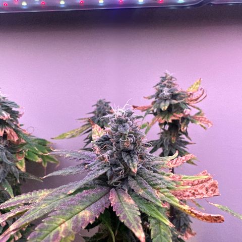 HG#1 growlog timeline photo