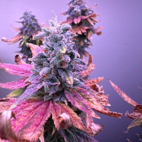 HG#1 growlog timeline photo