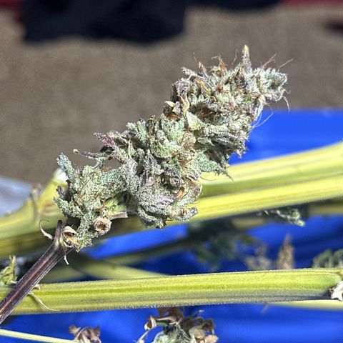HG#1 growlog timeline photo