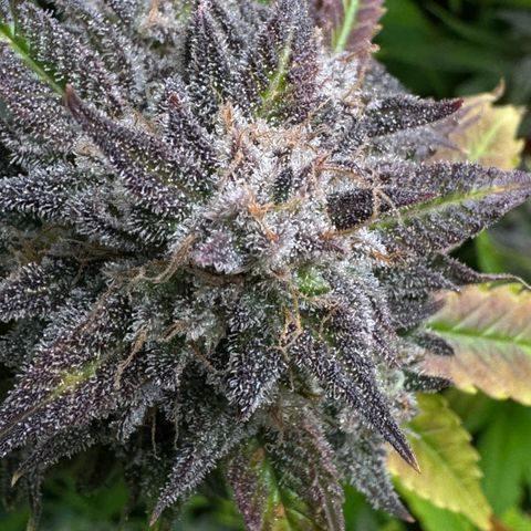 White Truffle Auto #1 growlog timeline photo