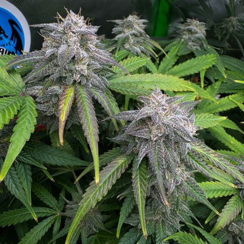 White Truffle Auto #1 growlog timeline photo