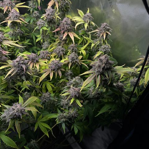 White Truffle Auto #1 growlog timeline photo