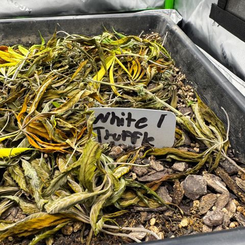 White Truffle Auto #1 growlog timeline photo