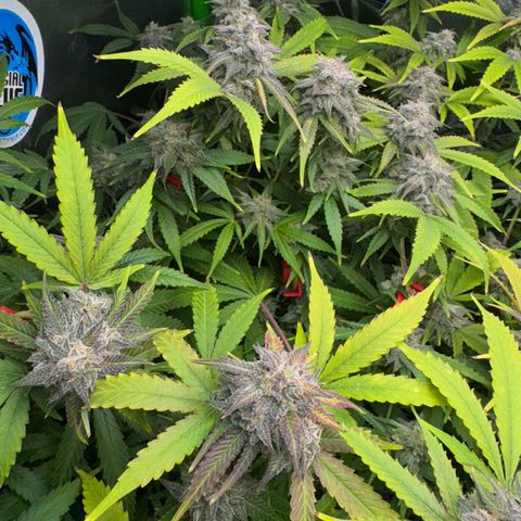 White Truffle Auto #1 growlog timeline photo