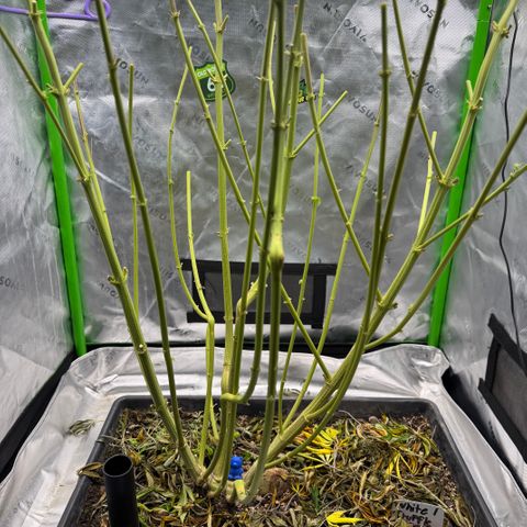 White Truffle Auto #1 growlog timeline photo