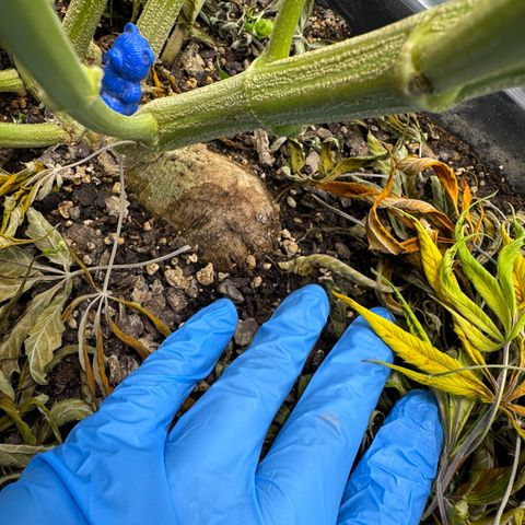 White Truffle Auto #1 growlog timeline photo