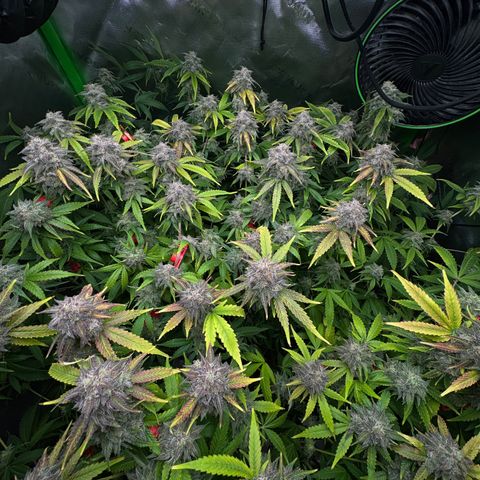 White Truffle Auto #1 growlog timeline photo