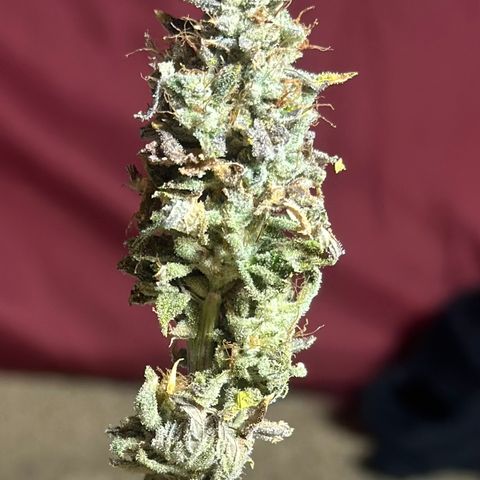 HG#1 growlog timeline photo